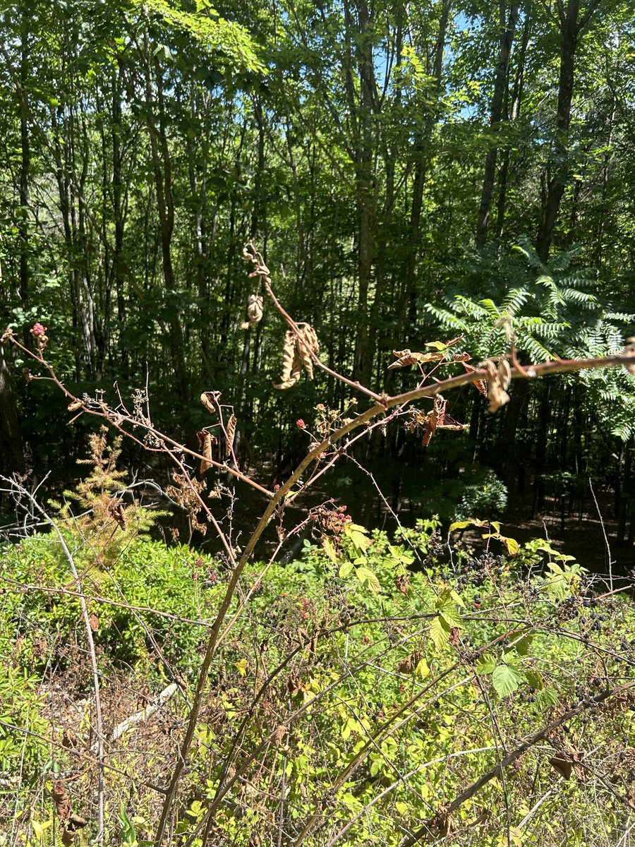 Eternally1776's tweet photo. @giveashitnature I live in NC. They stopped mowing and started spraying. https://t.co/VrZdnvJxWw
