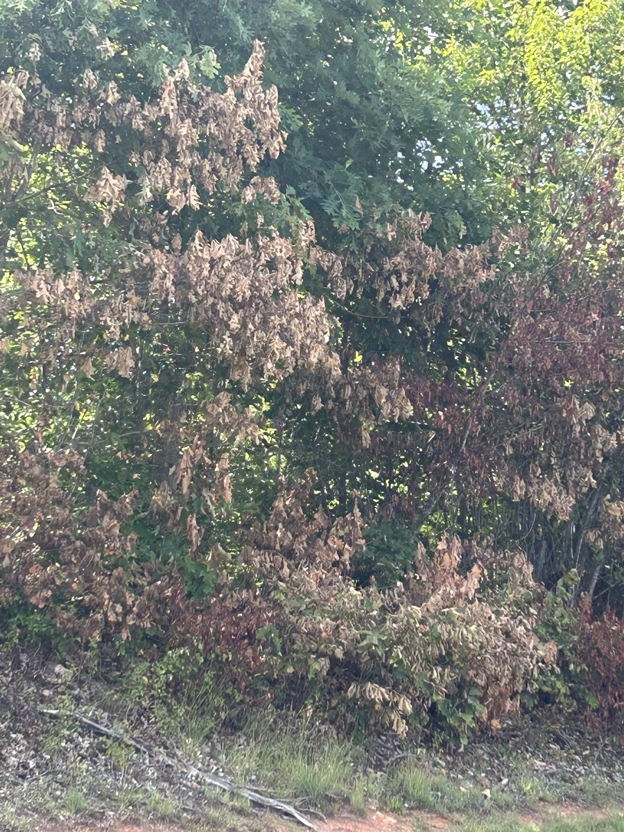 Eternally1776's tweet photo. @giveashitnature I live in NC. They stopped mowing and started spraying. https://t.co/VrZdnvJxWw