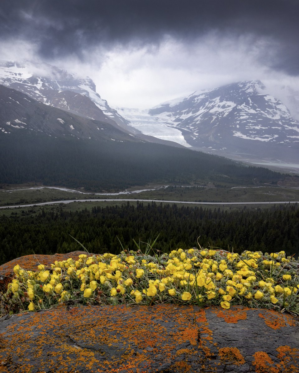 worldclick56's tweet photo. Wildflower In Canada 🇨🇦🍃 https://t.co/D6gM4cbk3z