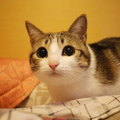 meowl_cto's tweet photo. Fun fact:
The cat behind the face of Meowl was born 2009, making it 17 years old! https://t.co/K0nTZtXynf