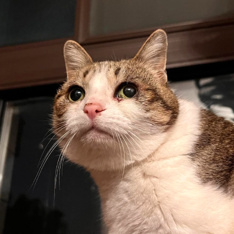 meowl_cto's tweet photo. Fun fact:
The cat behind the face of Meowl was born 2009, making it 17 years old! https://t.co/K0nTZtXynf