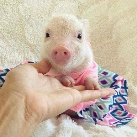 antinichio's tweet photo. มุ๋เด็กดีมาแย้ว ( •̯́ 🐽 •̯̀) https://t.co/tl3DqPoPLl