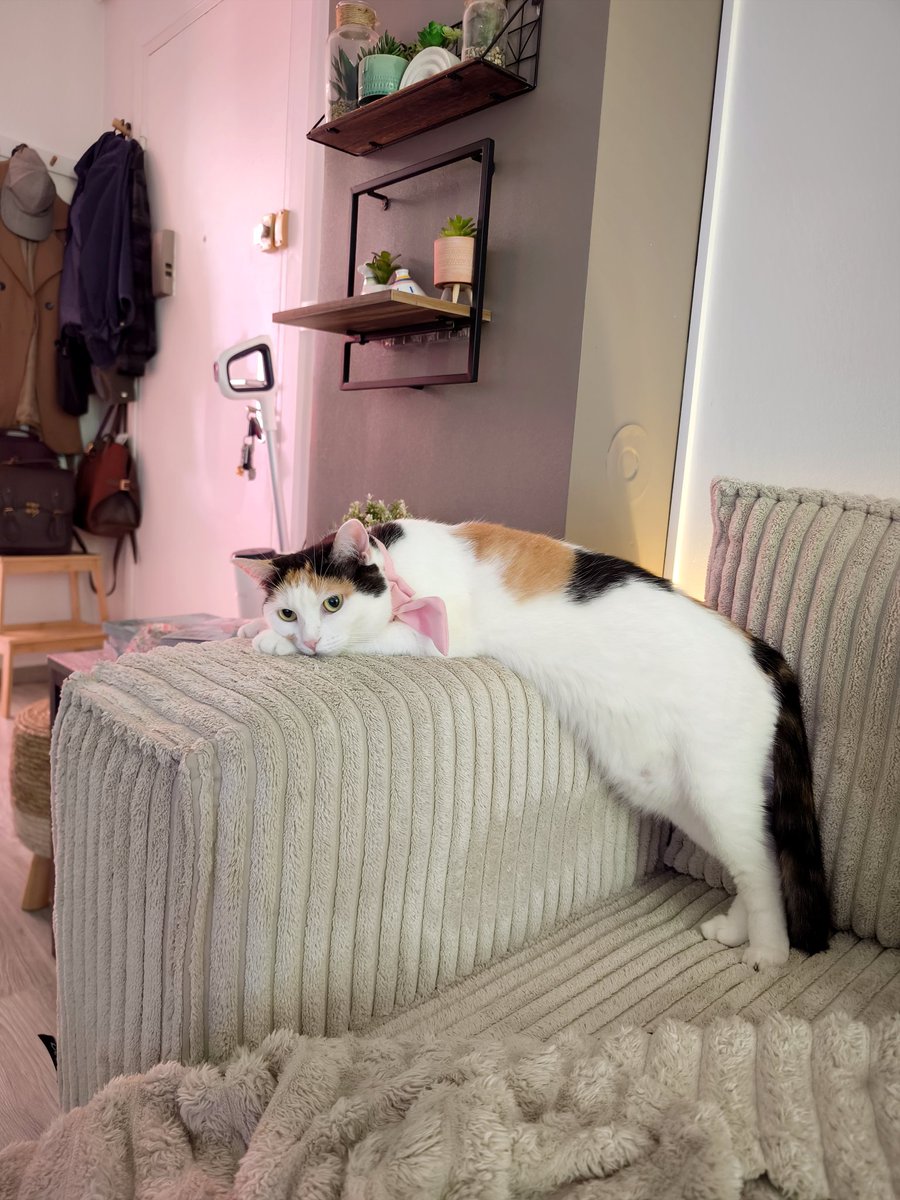 Louna_Cat's tweet photo. 😸🐾😩 https://t.co/CTUOYLkPRn