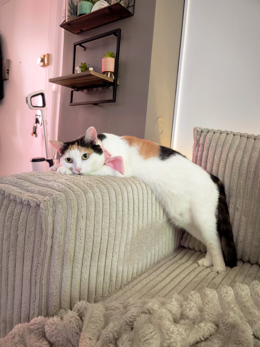 Louna_Cat's tweet photo. 😸🐾😩 https://t.co/CTUOYLkPRn