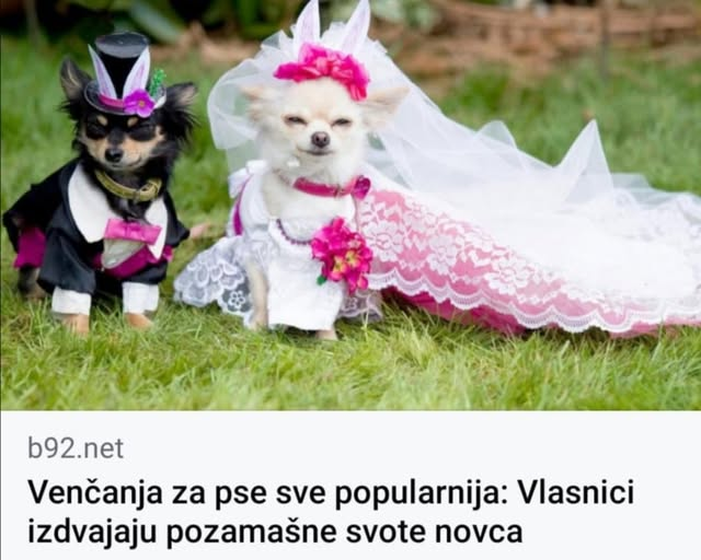 FackWho98650's tweet photo. Zapevajmo braćo mila ovu pesmu SVI HEJ AV AV AV AV AV AV
Uzmi me za kera, ili psećeg svata, ili za šintera, ako nemaš brata... https://t.co/OceqYvtnWa