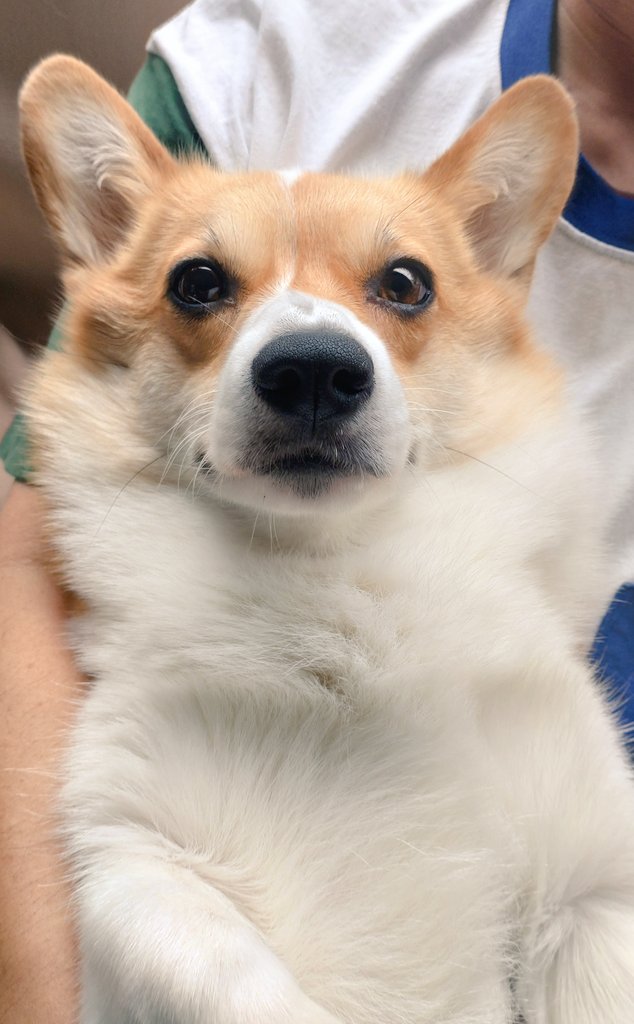 corgi_molmol428's tweet photo. #コーギーのいる暮らし 
おとなしく旦那に抱っこされてる…。
カワイイけど…。悔しいぜ！ https://t.co/w2b6IPPk91