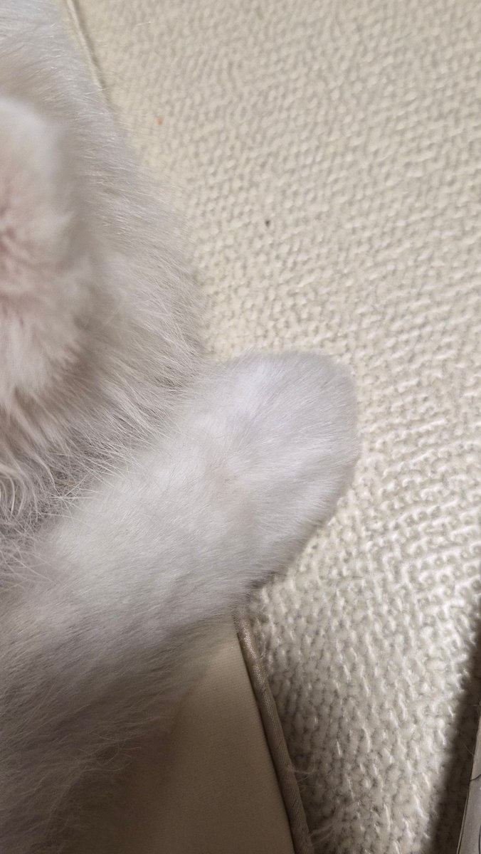 dfdftlywk46967's tweet photo. 다듬은강아지발 https://t.co/zQj1lDQXyT