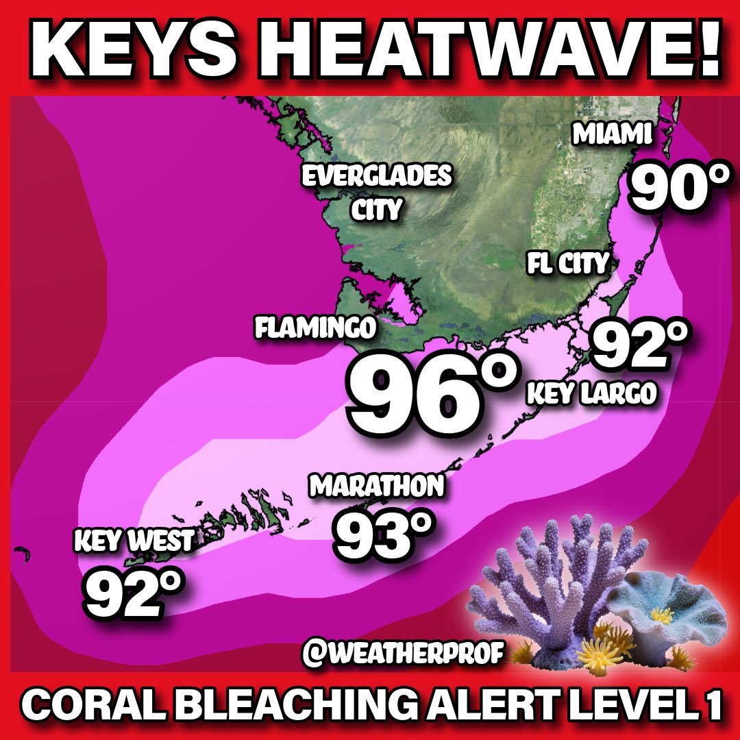 WeatherProf's tweet photo. Major Marine Heatwave Begins!? Serious ocean heat is building in South Florida & The Keys. Florida Bay afternoon temps are now peaking up to 97. Florida Keys water temps are 90-93, already past coral stress thresholds and it’s ahead of the record pace set in the historic 2023 event. That’s no surprise. 2023 was an El Niño and 2026 is far stronger. Even though El Niño is a Pacific phenomena, the strongest El Niño events are consistently associated with widespread, synchronized bleaching across multiple ocean basins. NOAA is forecasting an increasing major marine heatwave in The Keys this summer. That doesn’t mean it will be as bad as 2023, but it seems likely it will be very significant. 
Why it’s important?
The 2023 heatwave virtually wiped out staghorn and elkhorn in the Keys, while some massive corals survived better; overall living/healthy coral cover is now only a tiny remnant of what it was, now just 2% in many areas. In the 1970s it was around 40%. We’ve lost a lot. And increasing summer heat continues to make recovery nearly impossible. #Florida #floridakeys  #heatwave #coral #bleaching