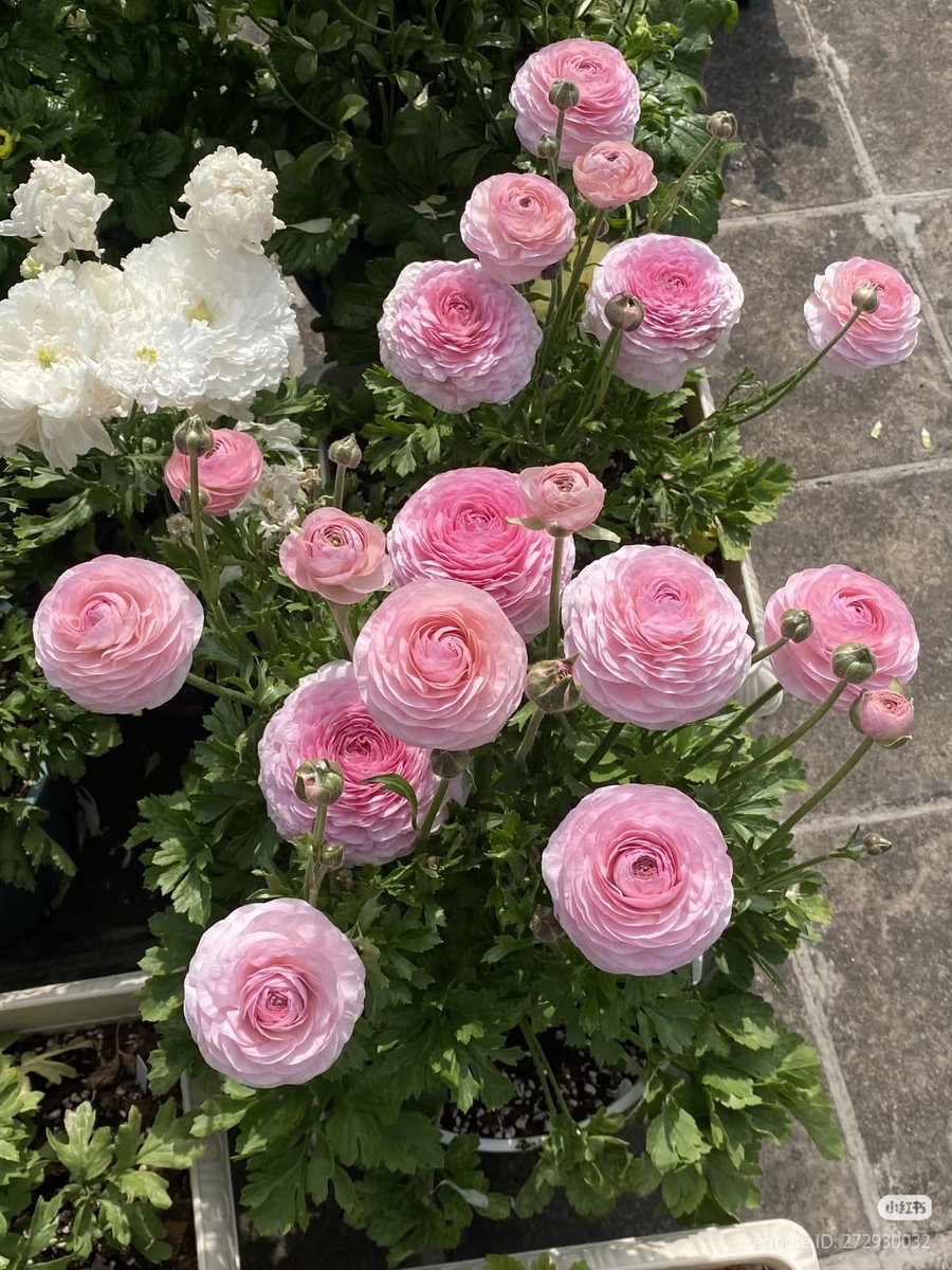 bloomele_'s tweet photo. pink &amp; white ranunculus https://t.co/70Cr38IQJr