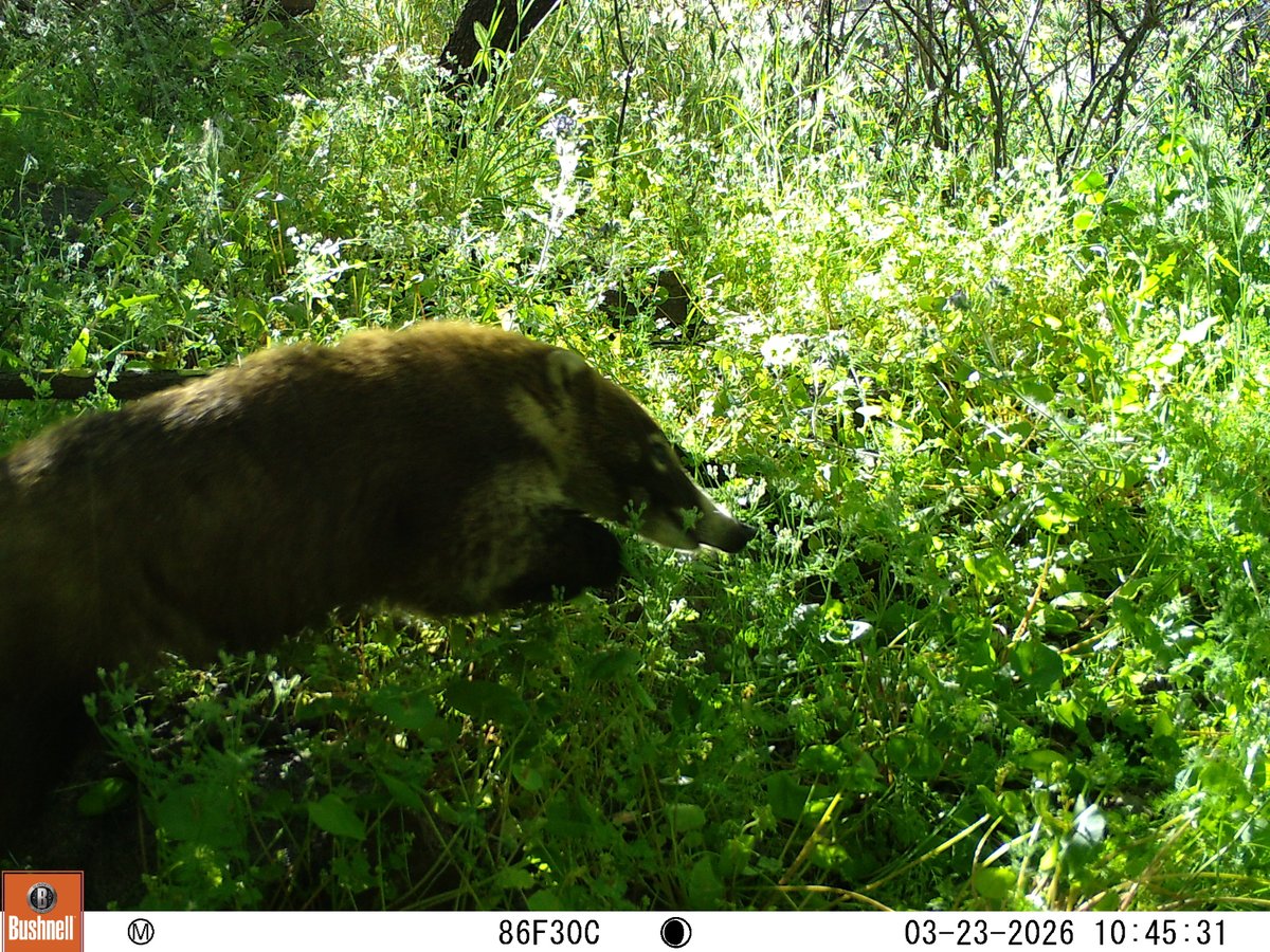 CrytzerFry's tweet photo. Forgot to post in the spring... But this is a #coatimundi bounding through the mountain foliage of the Galiuro Mountains in Arizona - a Sky Island. https://t.co/CuHLpeNIFz