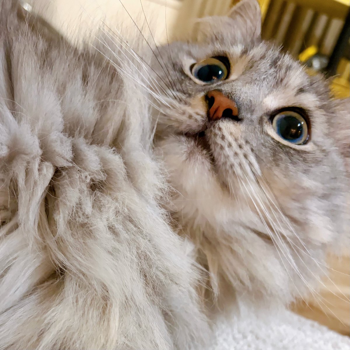 【猫が居る生活】 帰宅・ﾟ✧*:・ﾟ✧✨ #猫のいる暮らし