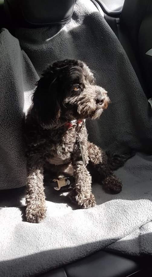 MissingPetsGB's tweet photo. #stolendoghour
BEETLE
Really sad BEETLE is still #missing
#findBeetle is a #Cavapoo black with a tiny bit white on chest and white on her nose
She was #stolen 31/8/20 from #Alvediston #Tisbury #Wiltshire
There is a significant finders fee for her safe return. https://t.co/BCVFnTeSSA