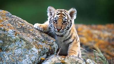 Ashkim256's tweet photo. its been forever since i been back on here, just a cute little animal to start peoples day!!!! https://t.co/xNfDVzY3Xy