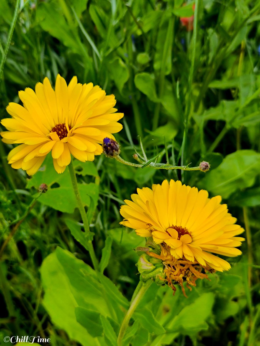 chillouttime369's tweet photo. @taekoyoshi70 Yellow Sunday 🖐️ https://t.co/N1oFZMqcu4