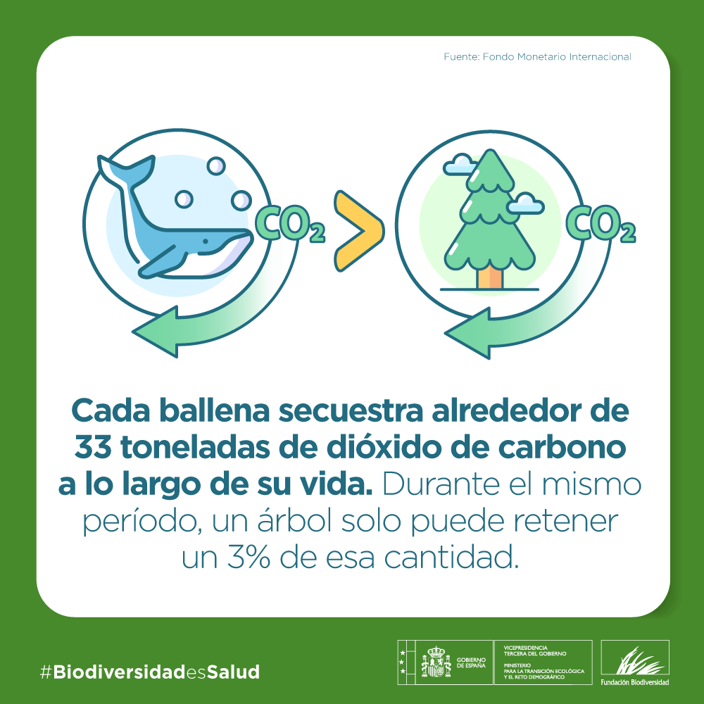 FBiodiversidad's tweet photo. 🐋 Una ballena acumula toneladas de carbono a lo largo de su vida: uno de los aliados más poderosos frente al cambio climático.

Proteger a las ballenas es proteger el planeta y nuestra salud 🌍

#BiodiversidadEsSalud https://t.co/7GGCB42HDc