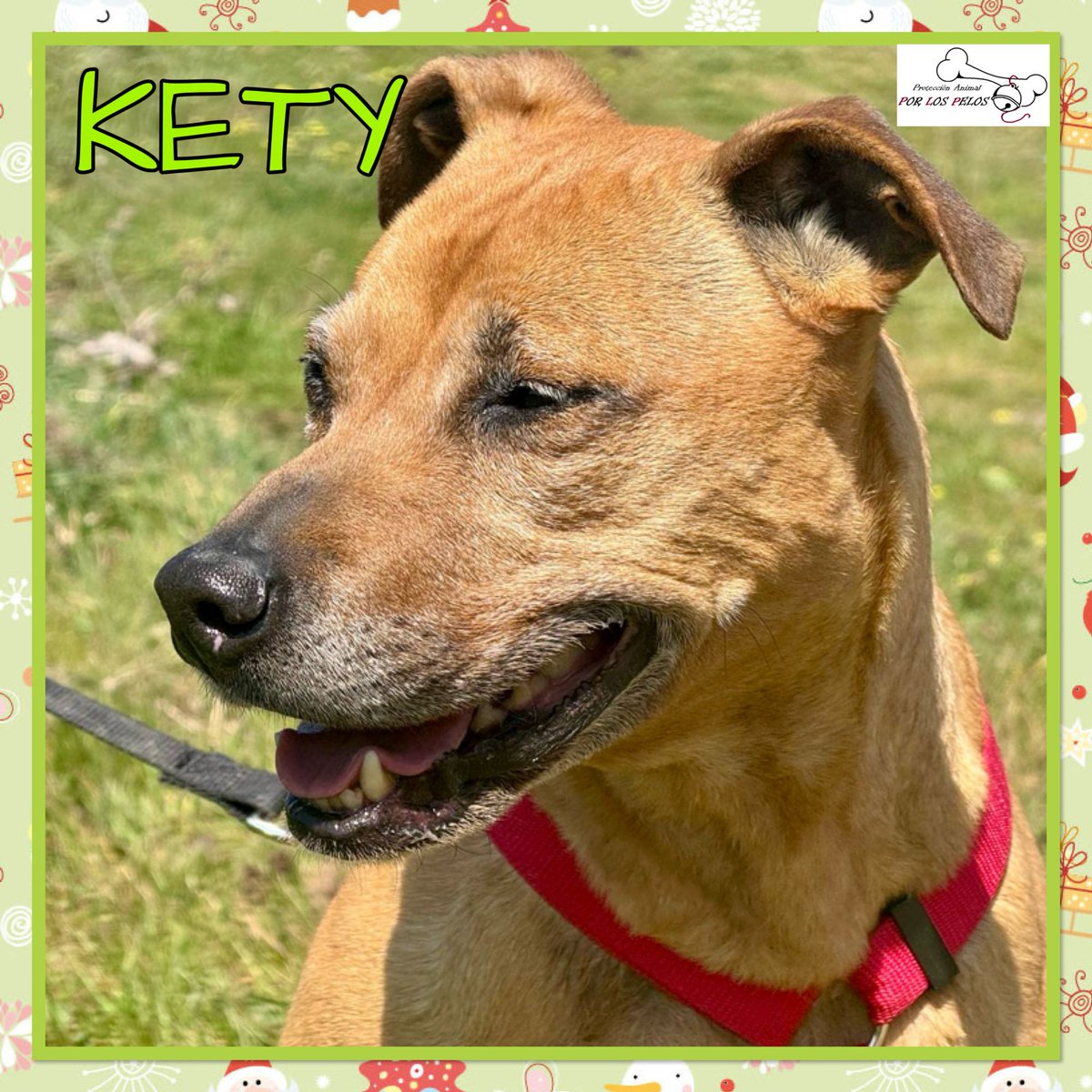 PerreraToledo's tweet photo. 🐶KETY🐶 URGE 🙏perrita #mestiza senior de 10 añitos. Fue encontrada en un mal estado pero ya está lista para encontrar un hogar donde le brinden todo el amor que merece el tiempo que le quede. Lo está pasando muy mal por el encierro. 👉 https://t.co/RMMZhBHyme https://t.co/bqN3gFPSqv