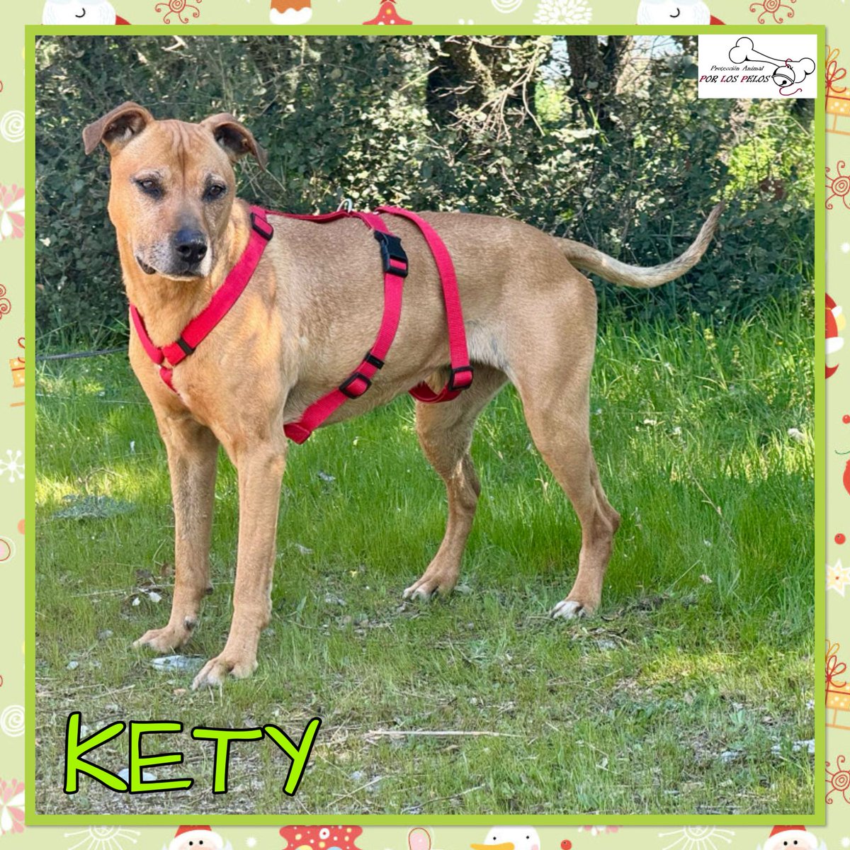 PerreraToledo's tweet photo. 🐶KETY🐶 URGE 🙏perrita #mestiza senior de 10 añitos. Fue encontrada en un mal estado pero ya está lista para encontrar un hogar donde le brinden todo el amor que merece el tiempo que le quede. Lo está pasando muy mal por el encierro. 👉 https://t.co/RMMZhBHyme https://t.co/bqN3gFPSqv