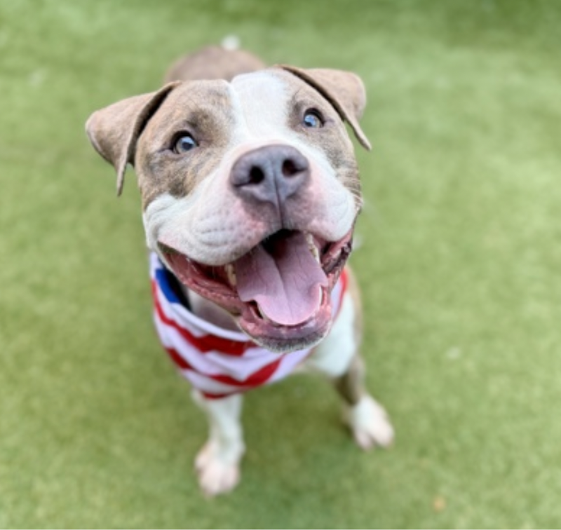 BeeDoDoobieDo's tweet photo. BLUEY🙂
What a face, so happy & ready to play
🎾Throw the ball, would ya?
I'll show you my jets✈️
♥️Puppy love is on tap, gorgeous boy has been
in shelter #29Days ~ needs out soon💥
https://t.co/1Iar6FHGF8 in Manhattan ACC
#AdoptDontShop #FostersSaveLives
#Pledge4RescueSupport