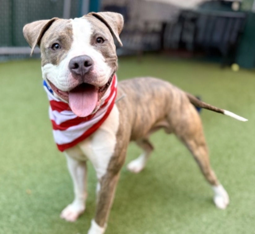 BeeDoDoobieDo's tweet photo. BLUEY🙂
What a face, so happy & ready to play
🎾Throw the ball, would ya?
I'll show you my jets✈️
♥️Puppy love is on tap, gorgeous boy has been
in shelter #29Days ~ needs out soon💥
https://t.co/1Iar6FHGF8 in Manhattan ACC
#AdoptDontShop #FostersSaveLives
#Pledge4RescueSupport