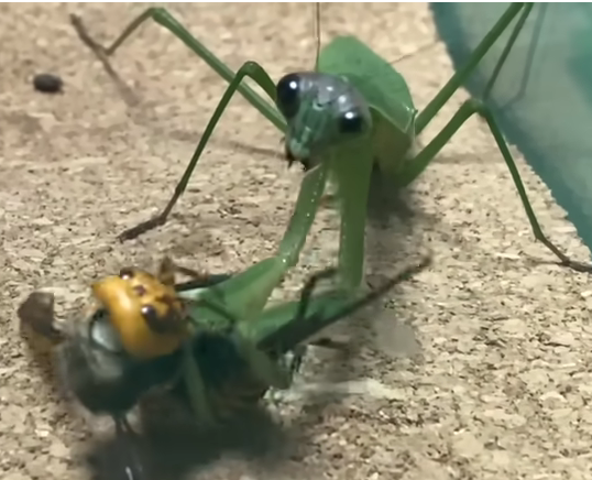 IcyXD_0FFICIAL's tweet photo. bug yaoi??? https://t.co/lBy7h561eH