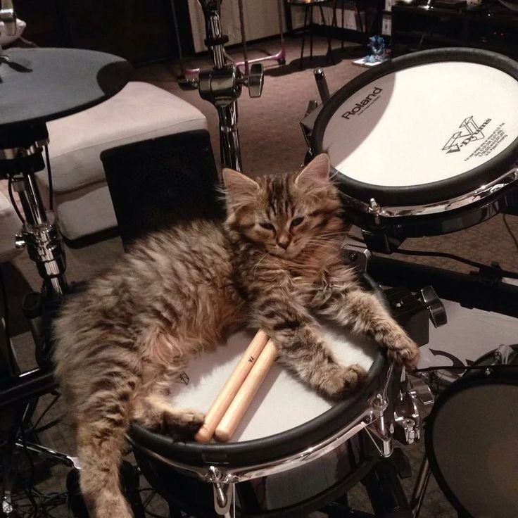 joel as cats 😾🎋 tweet media