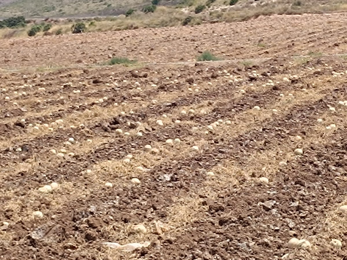 SCalblanque's tweet photo. Ley 3/2020 Recup. y Protec. del Mar Menor, Artículo 43, da 7 días para retirar melones pochos y evitar plagas, millones de moscas, atraer jabalíes, ratas. Ley 4/1992 Ord. y Protec. del Territorio R. Murcia, en @CalblanquePR Llevamos 1 mes así y con plaga de moscas, qué vergüenza! https://t.co/ixFBvPUWSy