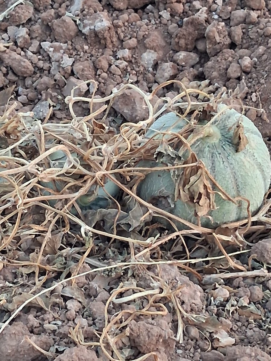 SCalblanque's tweet photo. Ley 3/2020 Recup. y Protec. del Mar Menor, Artículo 43, da 7 días para retirar melones pochos y evitar plagas, millones de moscas, atraer jabalíes, ratas. Ley 4/1992 Ord. y Protec. del Territorio R. Murcia, en @CalblanquePR Llevamos 1 mes así y con plaga de moscas, qué vergüenza! https://t.co/ixFBvPUWSy