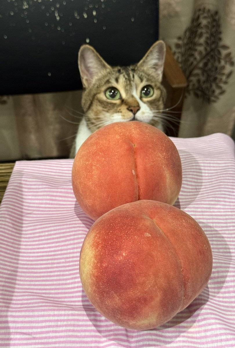 kokonananya's tweet photo. 「おうちに桃が届く」

なんて素敵な響きかしら…トラ身ちゃんはぷっくりと口元を膨らませました https://t.co/T5pBR6Wbnx