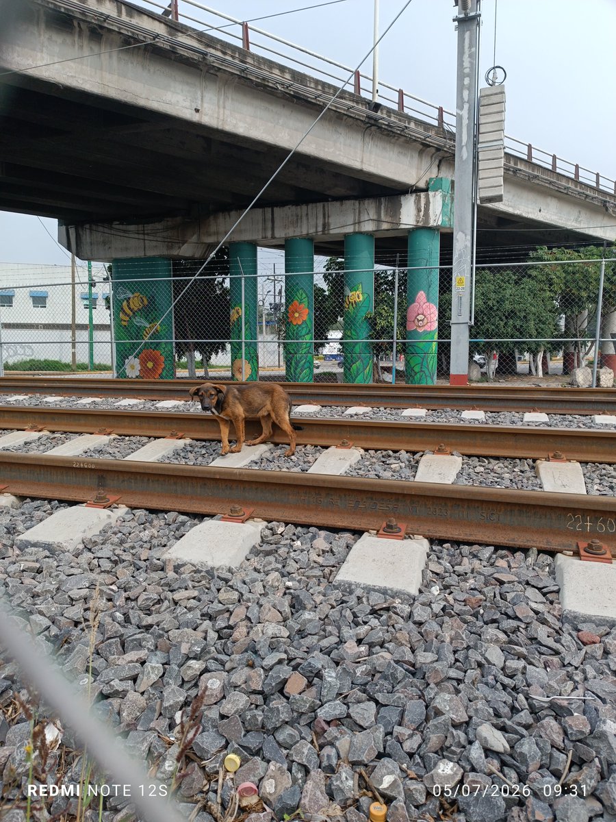 TresTvMexico's tweet photo. @TrenAIFA @Suburbanos @C5Edomex Ya se pidió apoyo al 911, al Centro de Emergencias de #tultitlan y a las autoridades de estación del @TrenAIFA y nadie ha brindado el apoyo para salvaguardar la vida del perrito. @Claudiashein @nmas Apoyemos a difundir para que las autoridades hagan algo!!! https://t.co/EOl0dikJN3