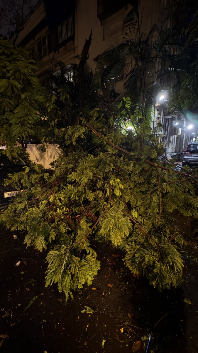 adwait_bjp's tweet photo. A large tree fell on the NatureTrail at Pandit Ramabai Road Gamdevi Mumbai-7 in between  Pole No. HYR 41 &amp; HYR 43 
⁦@mybmc⁩ ⁦@mybmcWardD Garden Department Need Help to Removing the fallen tree. https://t.co/DyNcLjhidl