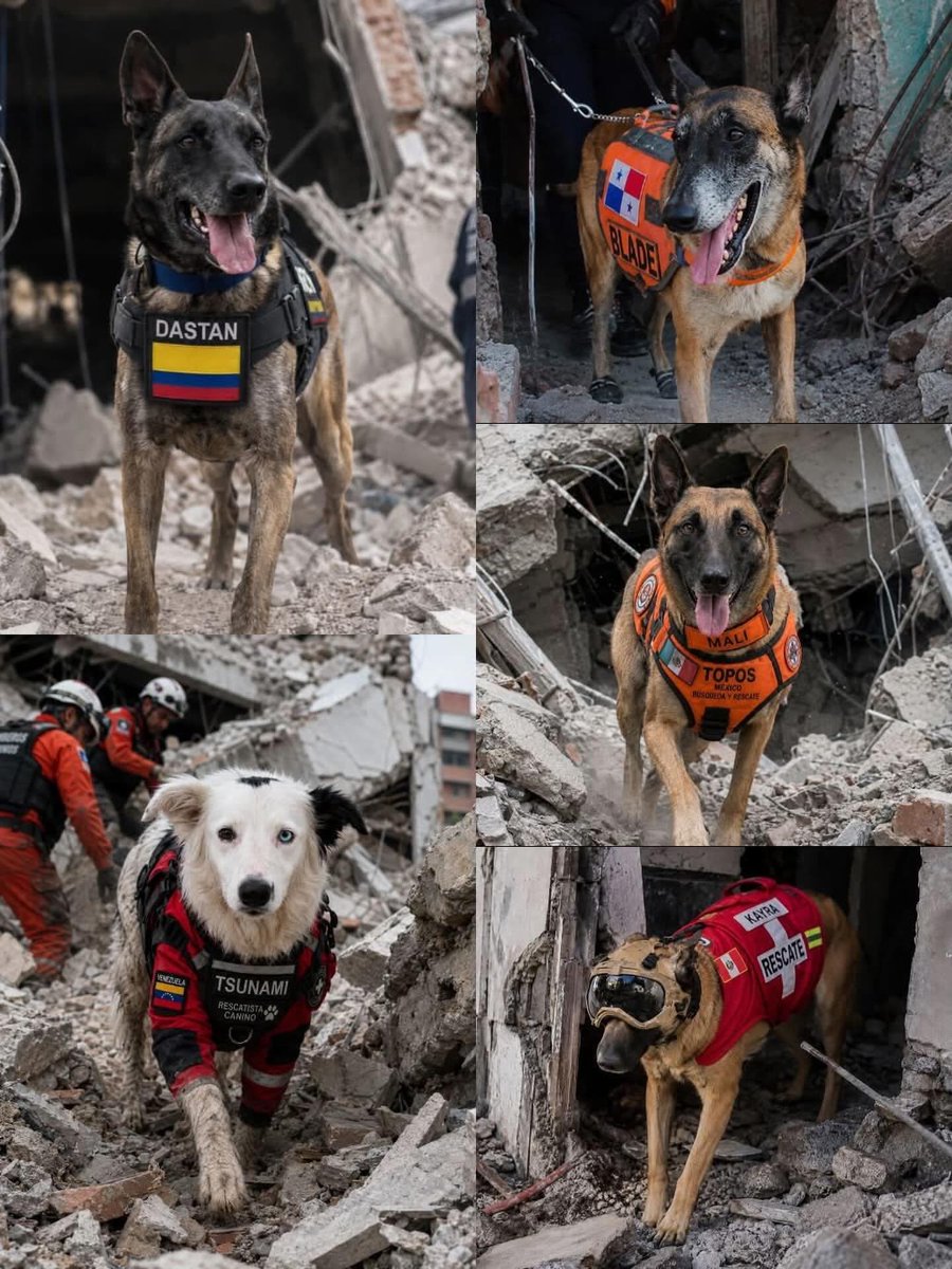 HartaSonia47478's tweet photo. Para los pelotudos a los que les molestan los perros en la playa, en un restaurante o en cualquier lado, recen por no necesitar nunca su ayuda https://t.co/1QsqSlLht1