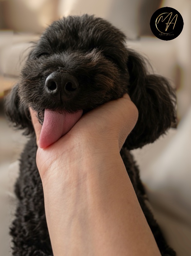 arimura_maria_2's tweet photo. おはようございます✨
愛犬からの愛をたくさん感じ、癒される朝☺️
幸せです♡
可愛くて写真を撮ったら、ベストショットが🤭
共有したくて載せました笑

#有村真理愛 #愛犬 #タイニープードル https://t.co/RwLw2k9Loy