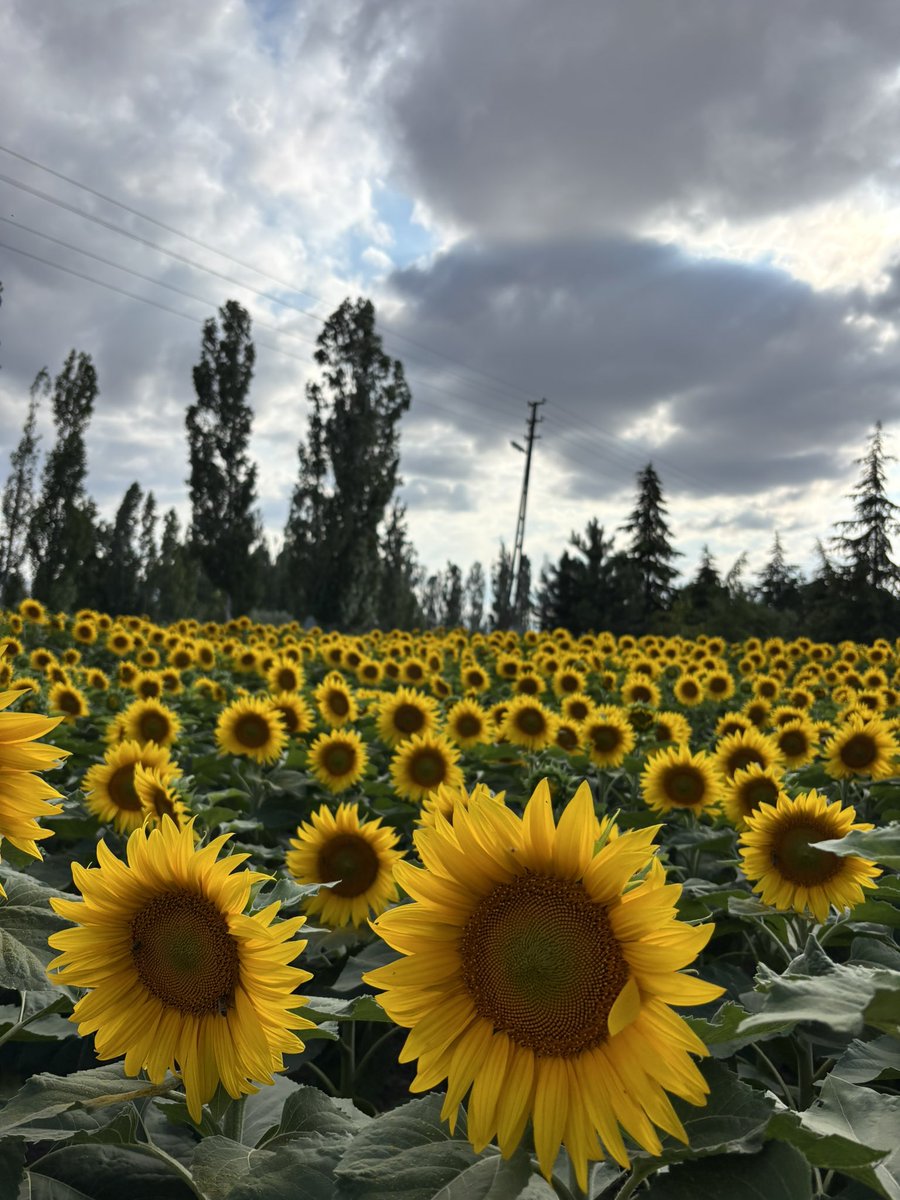 sadeceBirisi139's tweet photo. Günebakan (ayçiçeği)🌻🌞✨🌤️👒 https://t.co/zkshkHQ4KJ