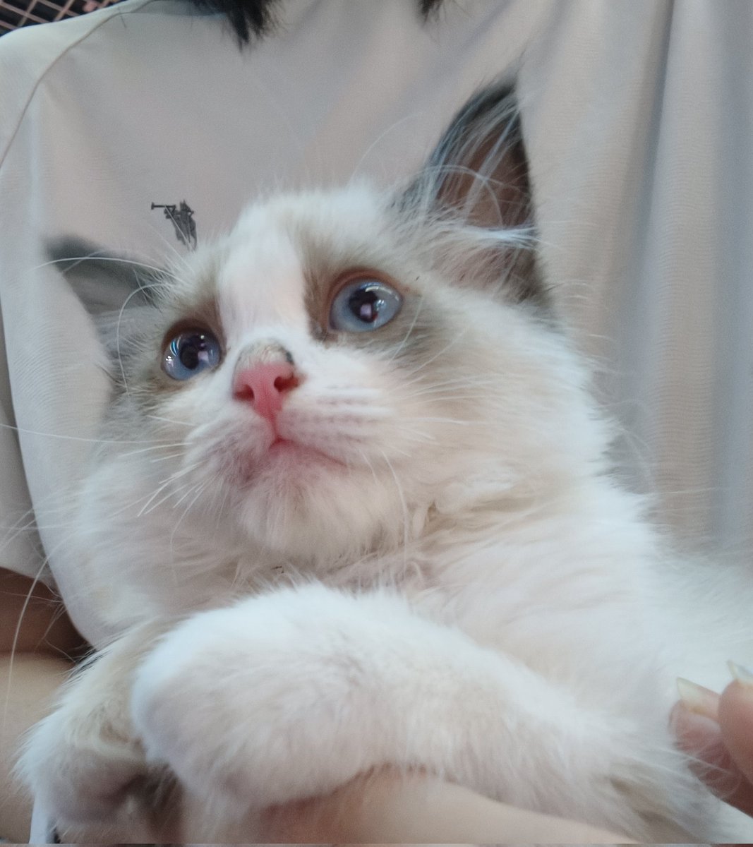 SnowFoxSama's tweet photo. 这是呆猫猫 https://t.co/DdRAqvI2hC