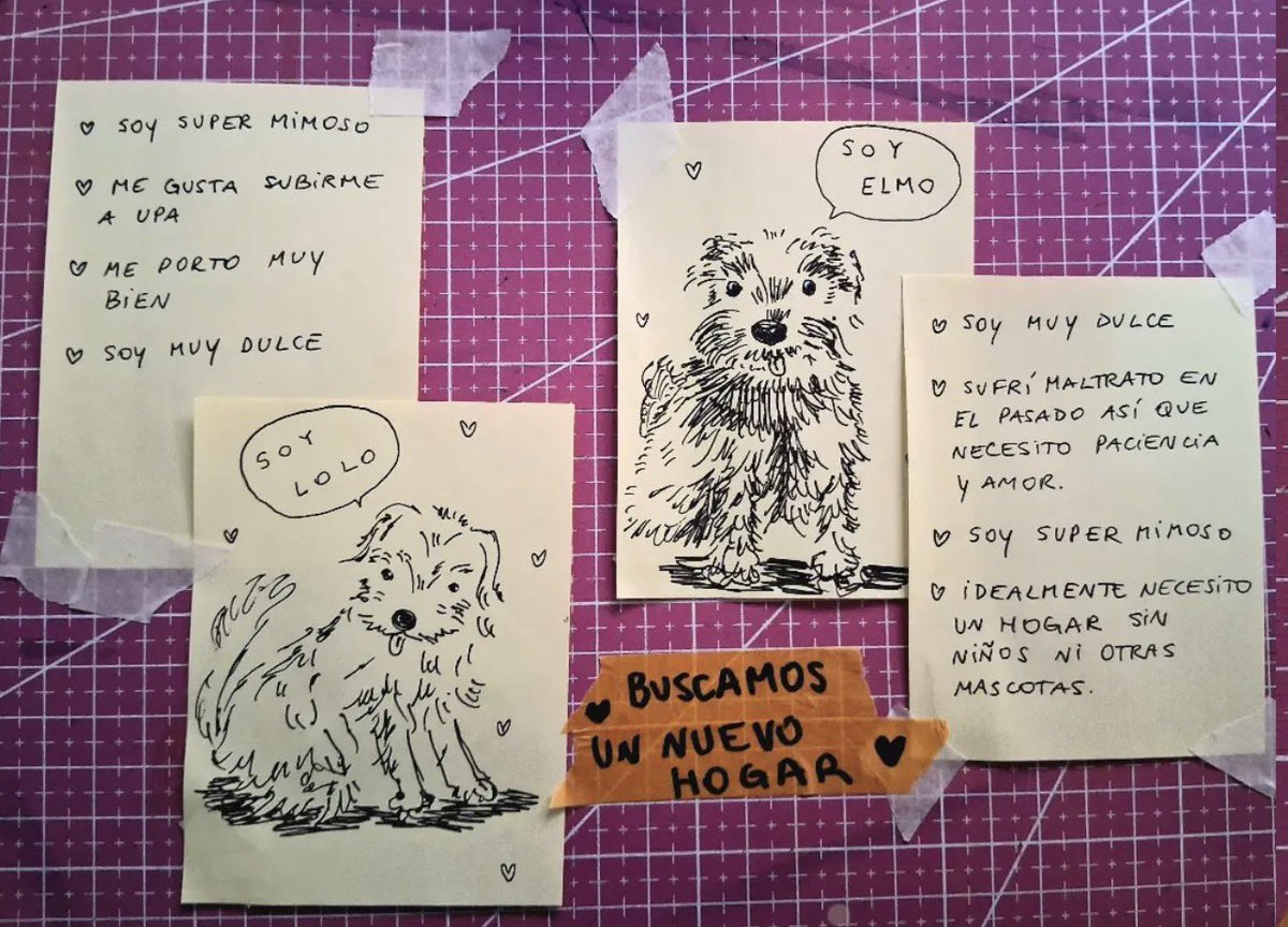 soltaloesputo's tweet photo. una amiga busca adopción urgente para los perritos de su abuela ❣️ ayudame a compartir 📍CABA https://t.co/IT271gHi8X