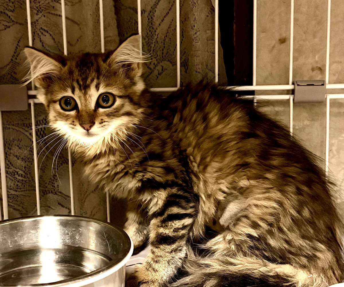 福猫 (@ebina_fukuneko) / Posts / X