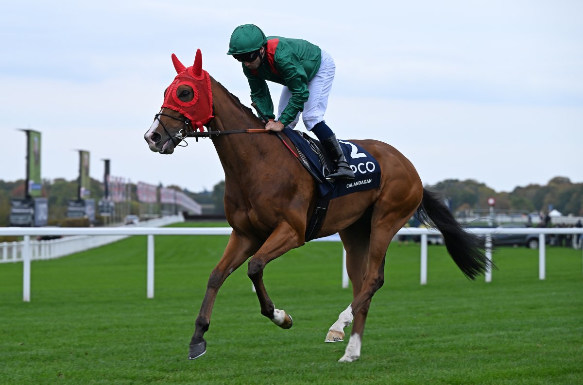 RacingTV's tweet photo. "He’s an unbelievable horse."

Calandagan gets back to winning ways at Saint-Cloud 🤩

Full report ➡️ https://t.co/OQ0L4bhvqN https://t.co/JMsGpu2aTw