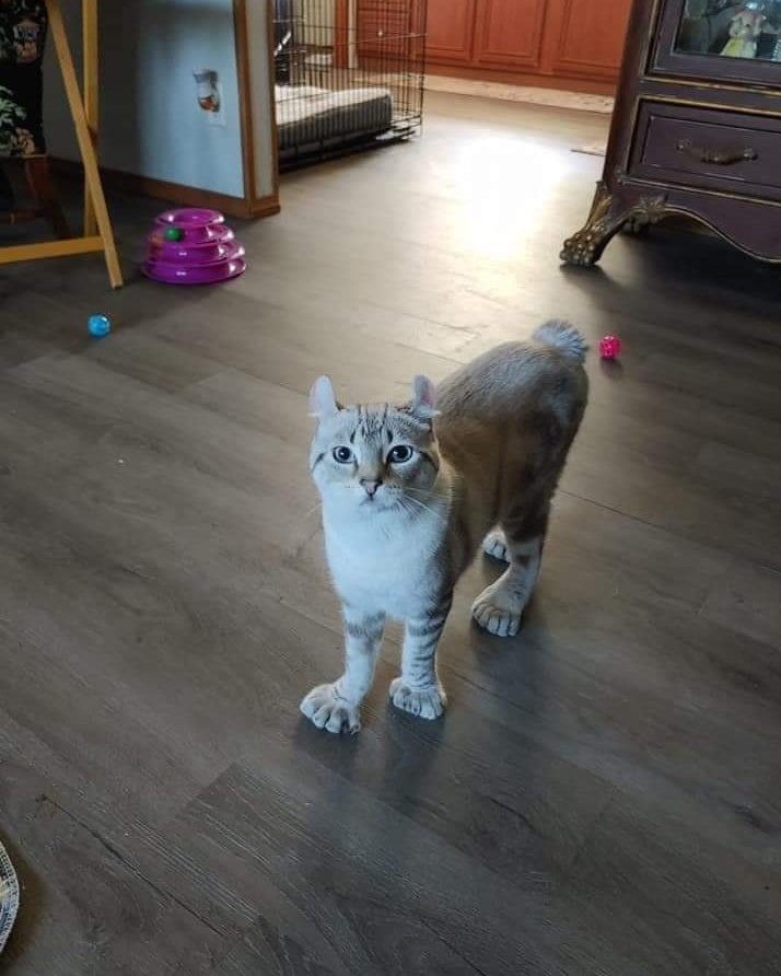 PunchingCat tweet picture