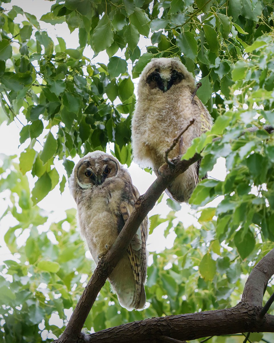 yumi0807's tweet photo. ใใใใขใใขใ๏ผใชใใฉใใบใฏใฎใใใใ ใใ
#ใใฉใใบใฏ
#LongEaredOwl
#Asio_otus https://t.co/BKae3SR4uG