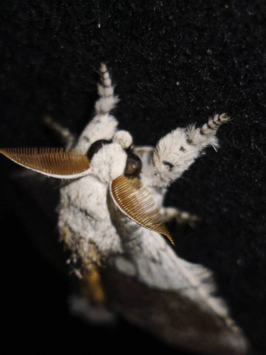 kollonades's tweet photo. Calliteara horsfieldii https://t.co/a4IPtwIndT