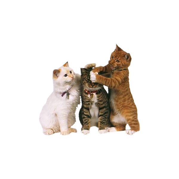 ochuuyavoltou's tweet photo. Kandreil kitties https://t.co/K8lYTNH42l
