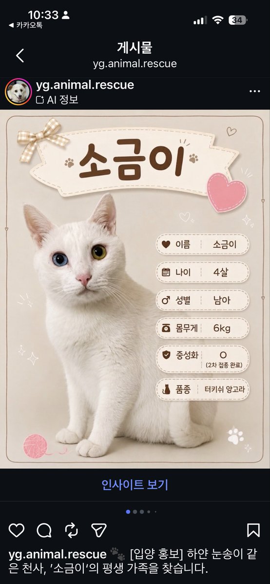 yg_animals's tweet photo. [입양 홍보] 하얀 눈송이 같은 천사, ’소금이‘의 평생 가족을 찾습니다.

순하고 착한 하얀 고양이, 소금이의 평생 집사님을 기다립니다.

이름: 소금이 
품종: 터키시 앙고라 
나이: 4살
성별: 남아 
몸무게: 6kg
중성화 및 접종: 중성화 완료, 2차 접종 완료 https://t.co/4bdm2aeWtT