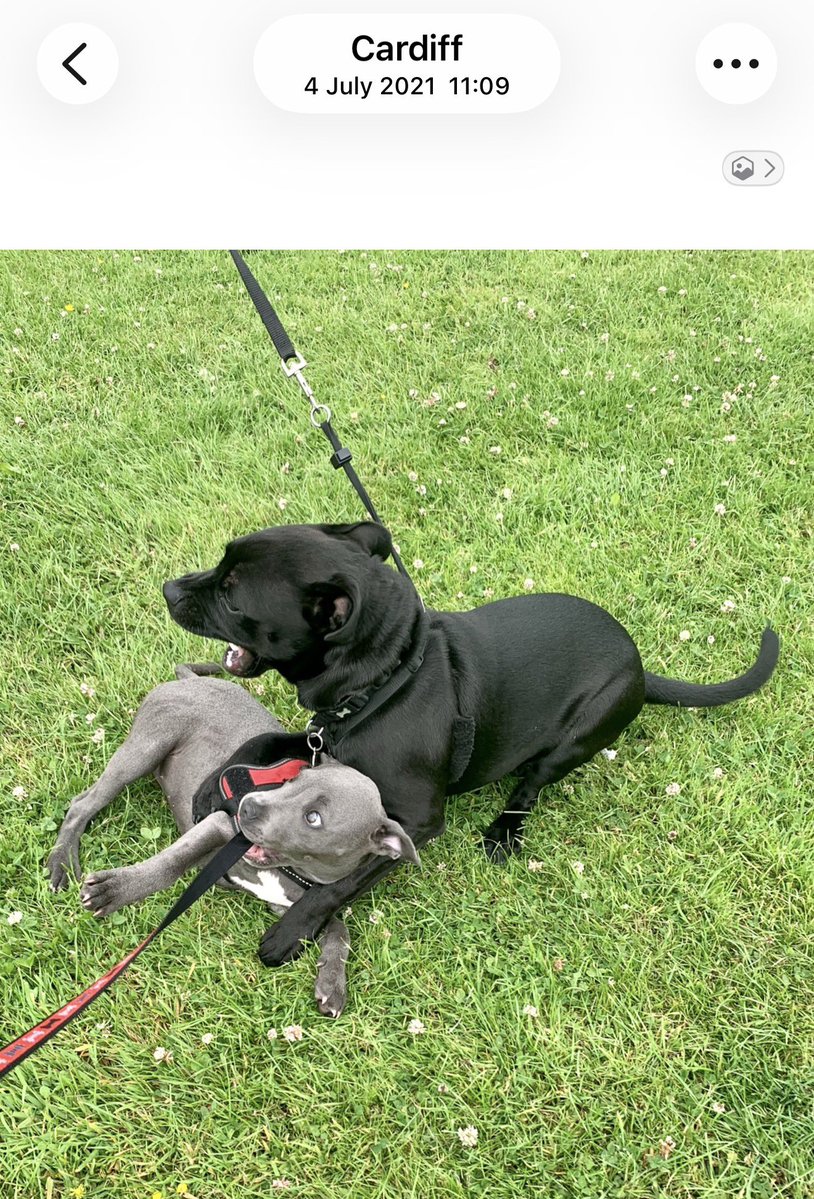 IsaMary2021's tweet photo. Yesterday was mine and Baby Frank’s 5 year anniversary. ❤️❤️Here is a photo of the moment we met ❤️❤️
#IsaMary #Frank #Frisa #LoveAtFirstSight #PuppyLove 🏴❤️@JulesAllenxx https://t.co/mxc89FuMUf