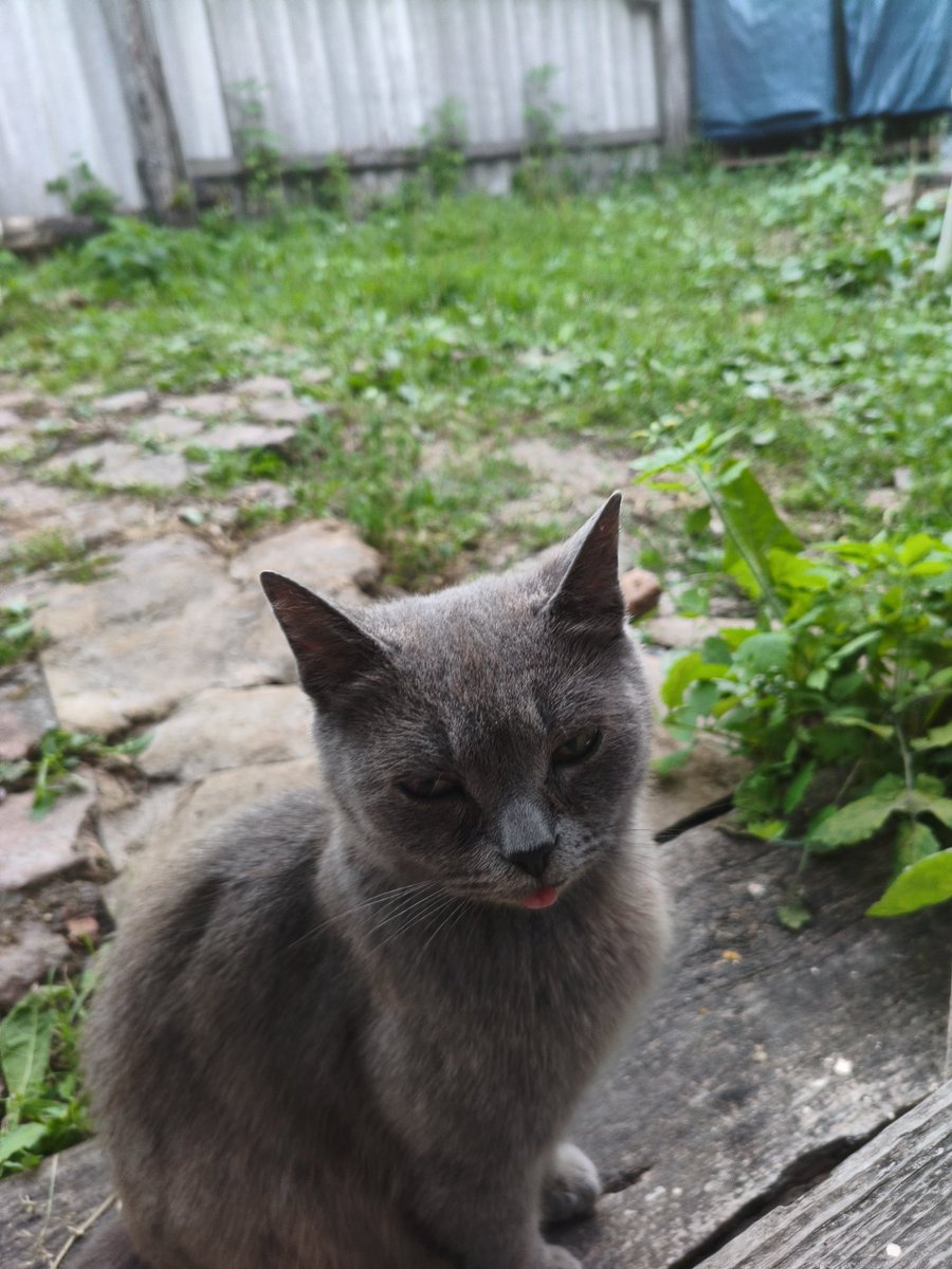 vvognyk's tweet photo. Кішка яку ми підгодовували сказала спасіба ловіть кешбек і принесла нам в сарай своїх дітей https://t.co/dqVgY2TmFo
