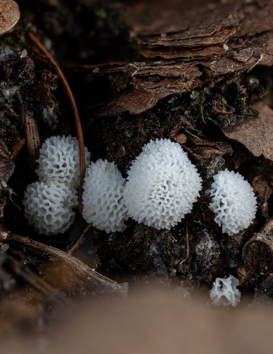 LukesMushrooms's tweet photo. Another Sunday, another forest catch 🔎
🌍 Ceratiomyxa fruticulosa var. porioides
🇬🇧 Common coral slime
🇩🇪 Geweihförmiger Schleimpilz
🇨🇿 Válečkovka keříčkovitá
🇸🇰 Rohačka kríčkovitá
🇵🇱 Śluzek krzaczkowaty
#slimemold #slimemoldsunday #macro https://t.co/2rmRaattaH