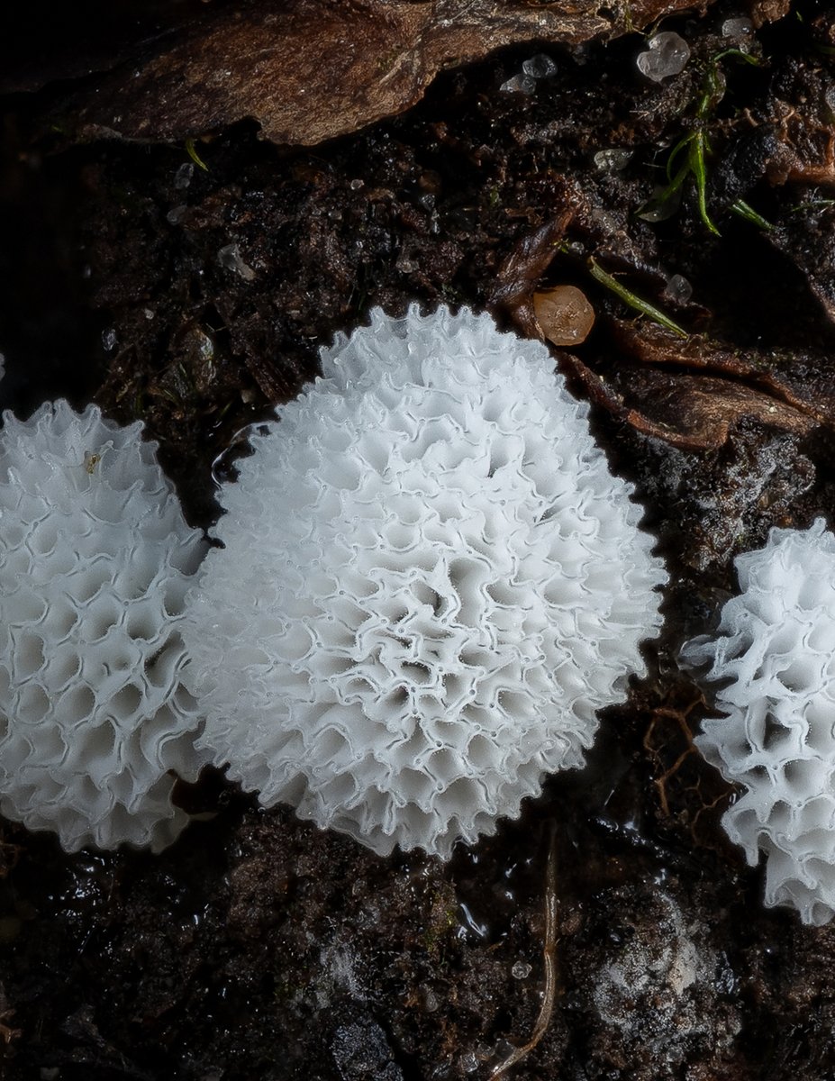 LukesMushrooms's tweet photo. Another Sunday, another forest catch 🔎
🌍 Ceratiomyxa fruticulosa var. porioides
🇬🇧 Common coral slime
🇩🇪 Geweihförmiger Schleimpilz
🇨🇿 Válečkovka keříčkovitá
🇸🇰 Rohačka kríčkovitá
🇵🇱 Śluzek krzaczkowaty
#slimemold #slimemoldsunday #macro https://t.co/2rmRaattaH