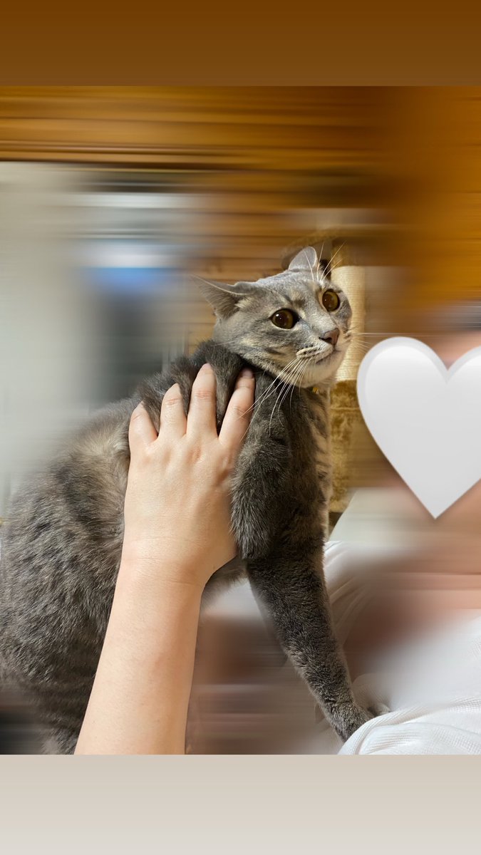 puyusakaaa's tweet photo. @mochiwasa_bi うちも基本は甘えた猫ちゃんなのですが、こっちから顔を近付けたり、抱っこした時に顔を近づけようとすると断固拒否でこんな顔されます😇笑
向こうからは容赦なく顔近付けてきますがこっちからは嫌みたいです…ｻﾐｼｲ https://t.co/PDpsJITaUO