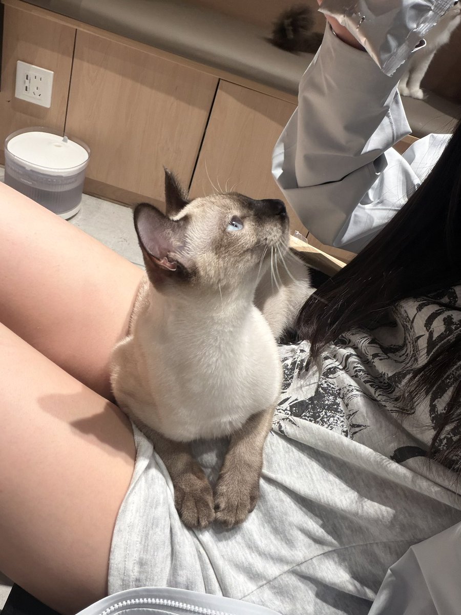 ilomilo_o0's tweet photo. 水汪汪蓝眼睛小暹罗 https://t.co/JW9WbpXnEg