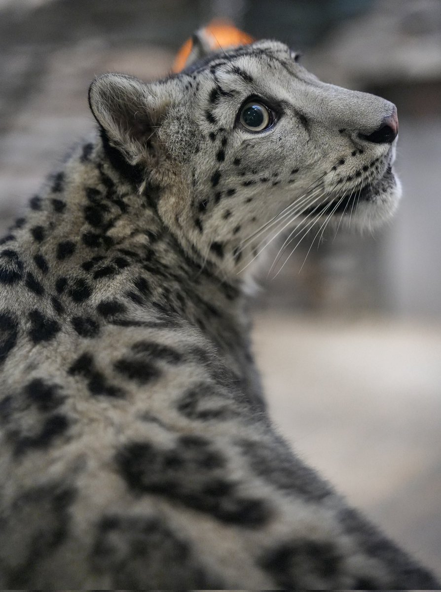 black03_white03's tweet photo. この横顔大好き🤭💕
⁡
#いしかわ動物園 #ユキヒョウ  #ヒメル
📷260628 https://t.co/kIFTRomc9B