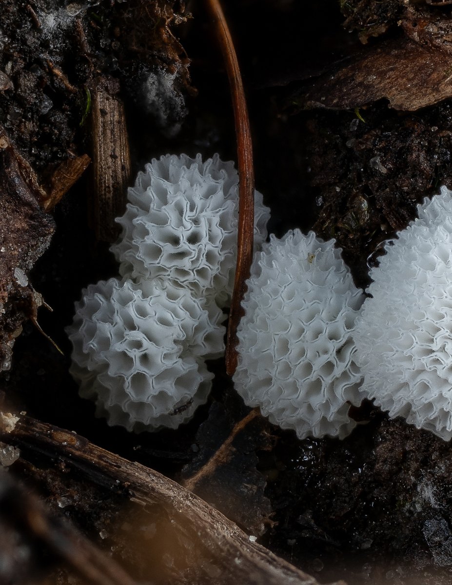 LukesMushrooms's tweet photo. Another Sunday, another forest catch 🔎
🌍 Ceratiomyxa fruticulosa var. porioides
🇬🇧 Common coral slime
🇩🇪 Geweihförmiger Schleimpilz
🇨🇿 Válečkovka keříčkovitá
🇸🇰 Rohačka kríčkovitá
🇵🇱 Śluzek krzaczkowaty
#slimemold #slimemoldsunday #macro https://t.co/2rmRaattaH